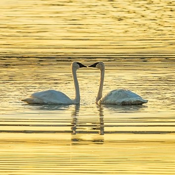 Swan Sunrise