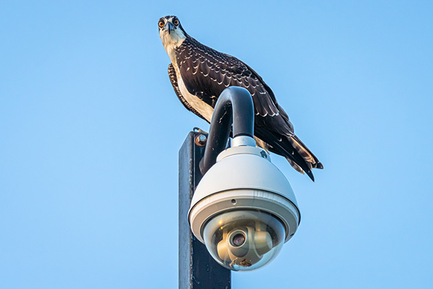 An osprey perched on a street light.