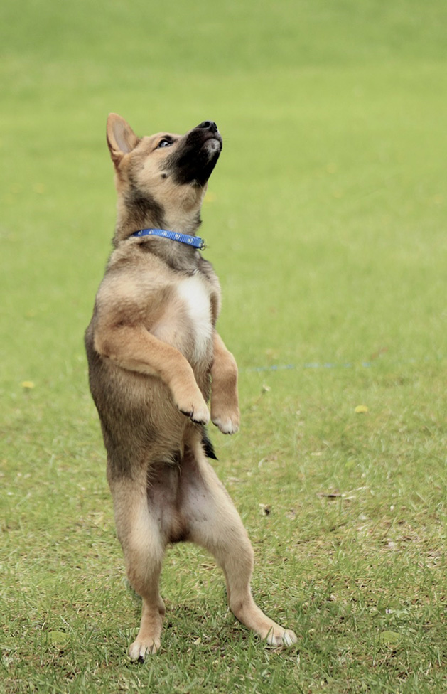 A shepherd puppy performs a trick.