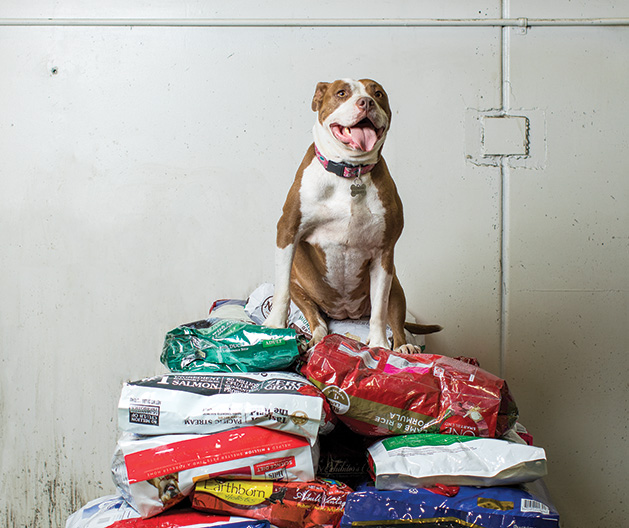 A dog sits atop a pile of dog food donated to nonprofit Feeding Furry Friends
