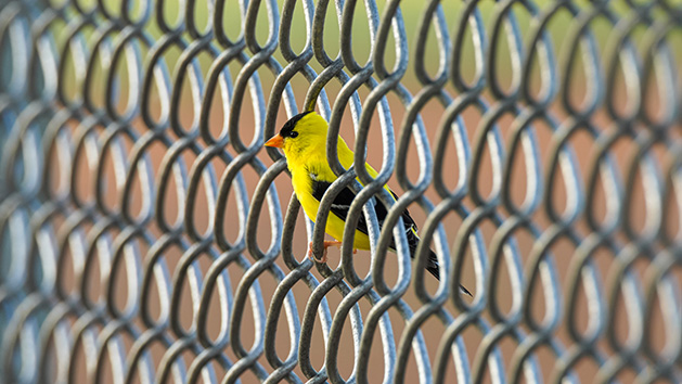 A yellow bird perched on a fence.